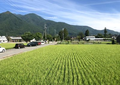 Scenic view of agricultural field against sky