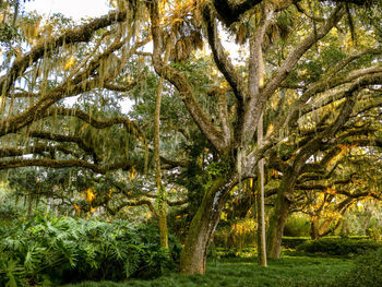 Trees in forest