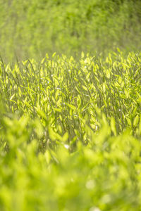 Full frame shot of fresh green field