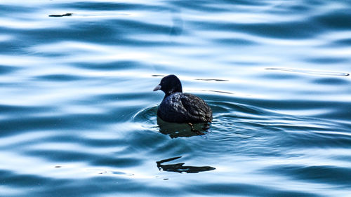 High angle view of ducks swimming in lake