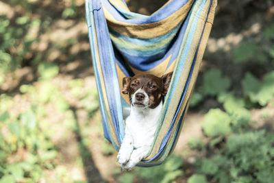 Portrait of dog holding plant