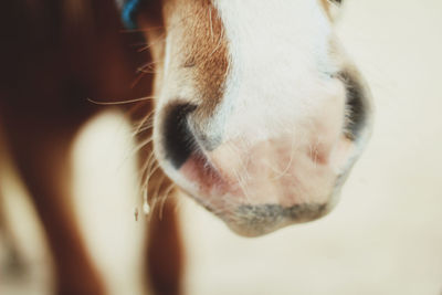 Close-up of a dog