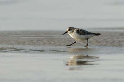 Seagull perching on a beach