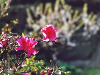 Close-up of pink flowers blooming outdoors