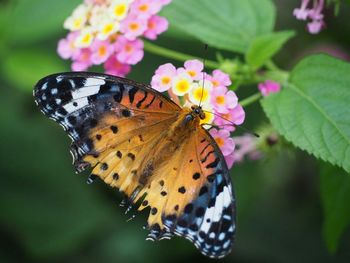 Close-up of butterfly pollinating on flower