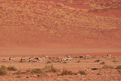 Herd of oryx in the namib desert