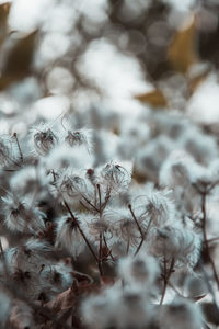 Close-up of wilted plant