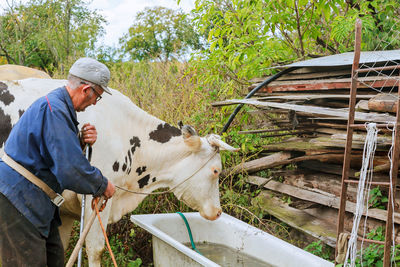 Senior man with cow standing at farm