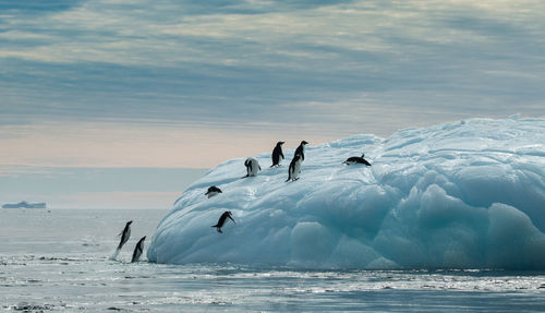 Adelie penguins on an iceberg - half moon island antarctica