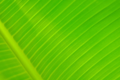 Full frame shot of palm leaf