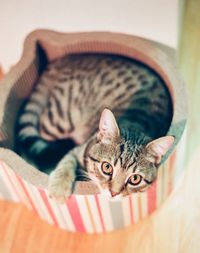 Portrait of cat resting on tiled floor