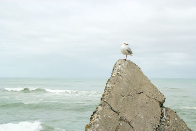 Close-up of bird perching on cement structure