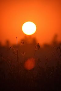 Close-up of silhouette flowers on field against orange sky