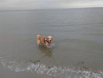 Dog in a sea