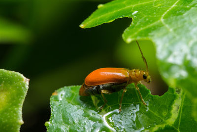 Close-up of insect on leaf