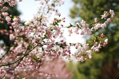 Close-up of cherry blossom