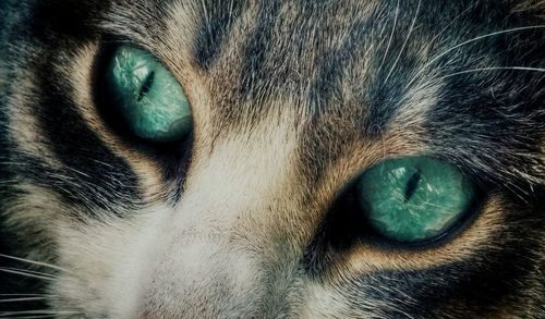 Close-up portrait of a cat