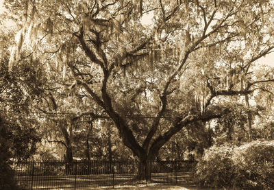 Trees in sunlight