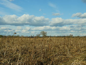 Scenic view of field against sky