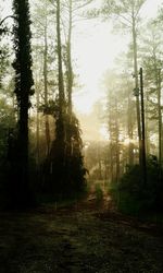 Trees in forest