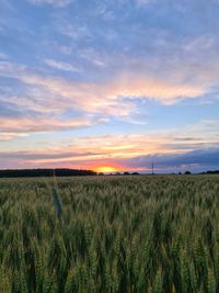 Scenic view of agricultural field against sky during sunset