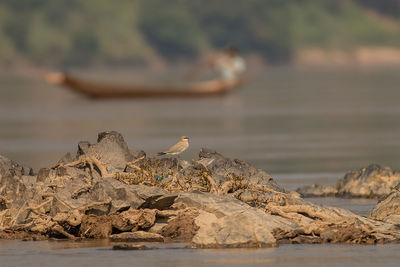 Seagull perching on rock