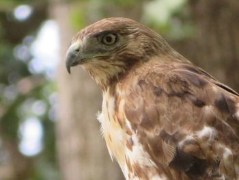 Close-up of eagle