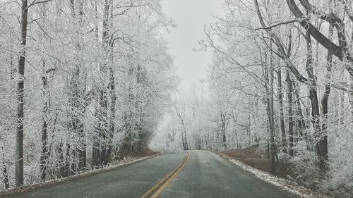 Empty road along trees