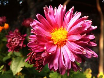 Close-up of pink flower