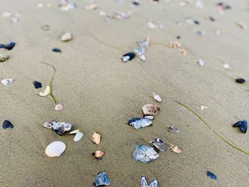 High angle view of shells on beach