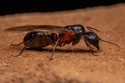 Close-up of insect