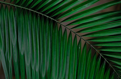 Full frame shot of palm leaves