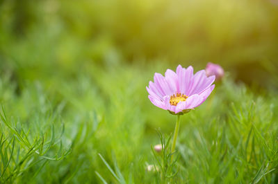 Close-up of pink flower on field