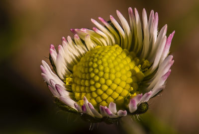 Close-up of pink flower