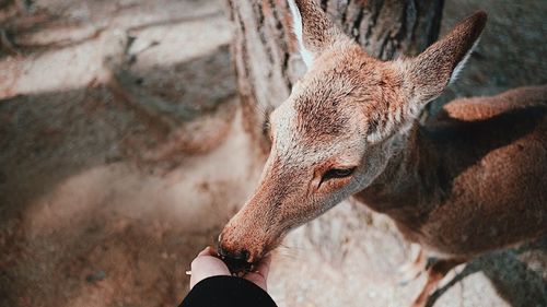 Close-up of deer