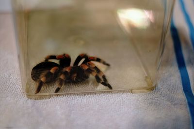 Close-up of spider