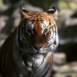 Close-up portrait of tiger