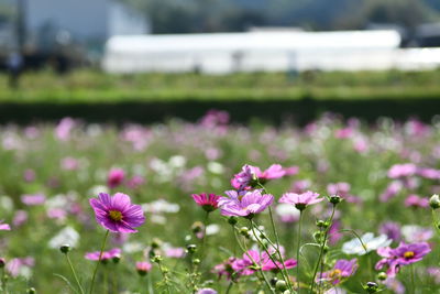 Close-up of pink flowering plants on field