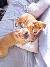 High angle view of puppy on bed