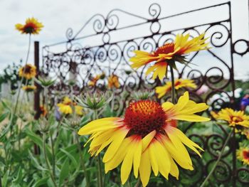 Close-up of yellow flowers blooming outdoors