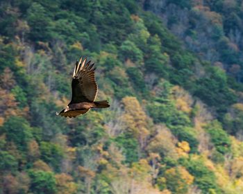 Bird flying in a forest