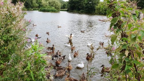 View of ducks swimming in lake