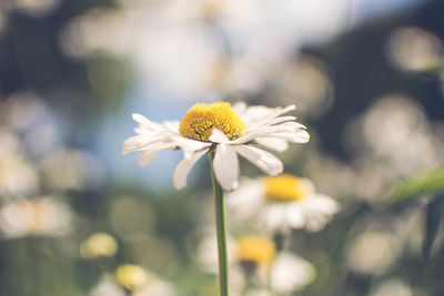 Close-up of yellow flower blooming outdoors