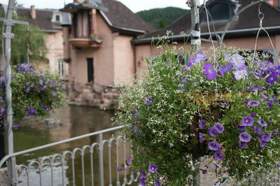 Purple flowering plants against building