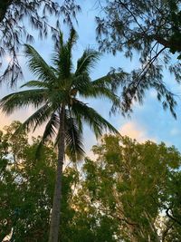 Low angle view of palm trees against sky