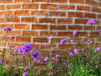 Close-up of pink flowering plant against brick wall