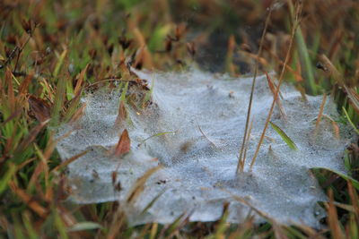 Close-up of crab on grass