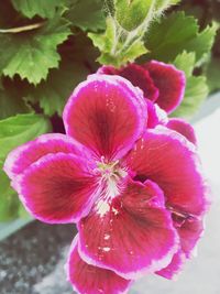 Close-up of pink flower blooming outdoors