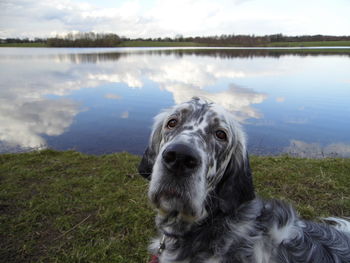 Dog looking at lake