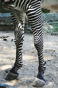Low section of zebra